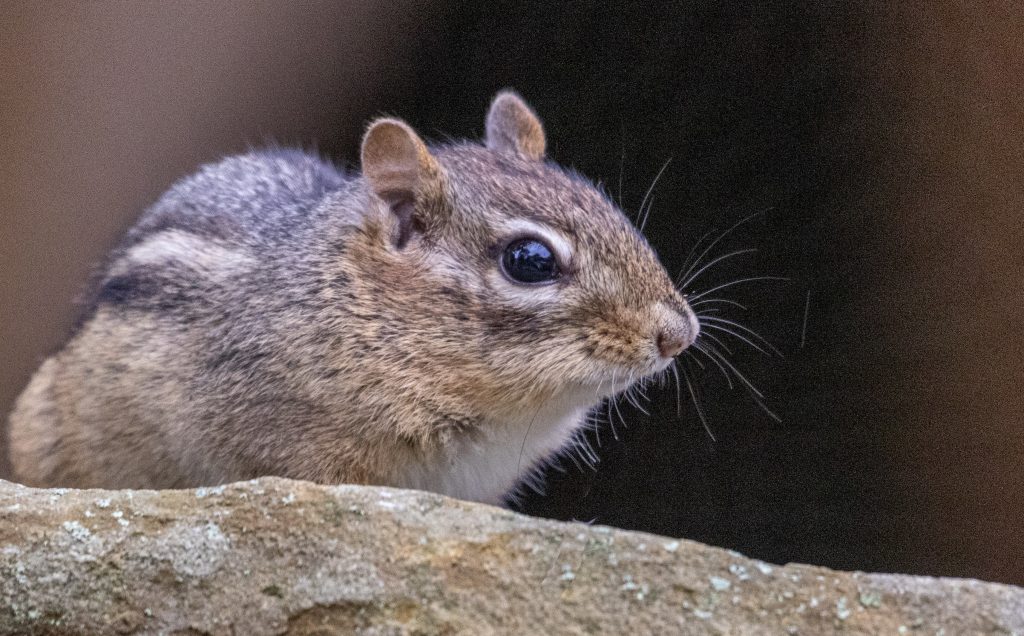 Chipmunk on a rock, al